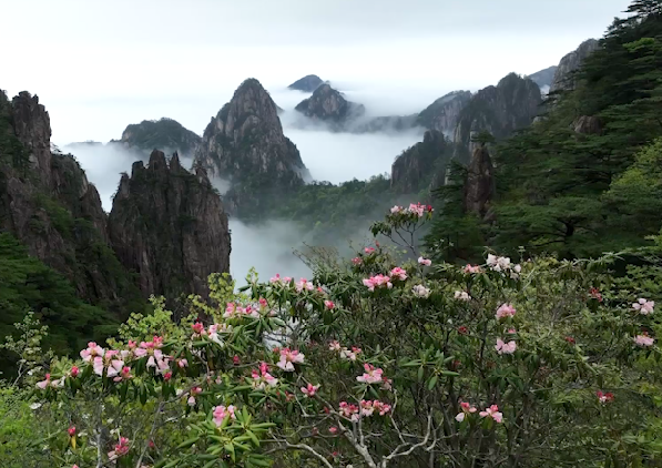 五一适合去哪里玩？杜鹃绽放黄山之巅